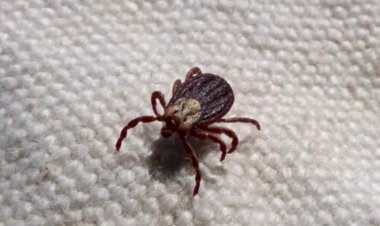 Saiba como evitar contato com o carrapato que causa a febre maculosa