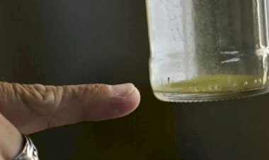 Brasil ultrapassa 2 milhões de casos prováveis de dengue em 81 dias