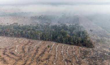BNDES chega à marca de R$ 31,9 milhões de crédito evitado a proprietários de terras da Bahia com indícios de desmatamento ilegal