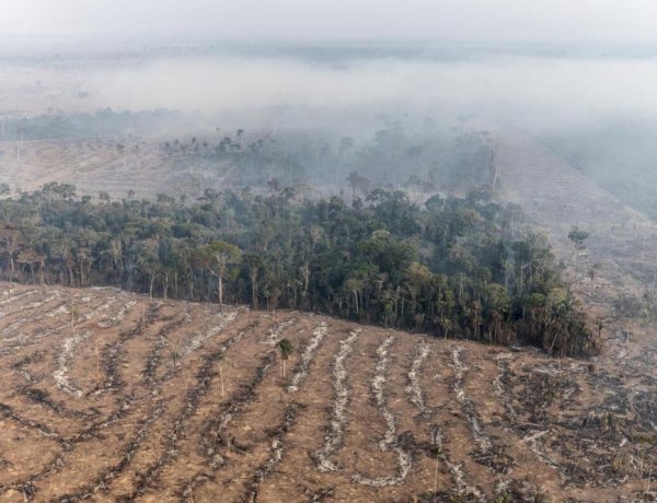 BNDES chega à marca de R$ 31,9 milhões de crédito evitado a proprietários de terras da Bahia com indícios de desmatamento ilegal