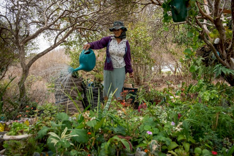 BAMIN lança projeto ‘Nossa Flora Frutificando’ com livro e exposição sobre riquezas naturais do Alto Sertão Baiano