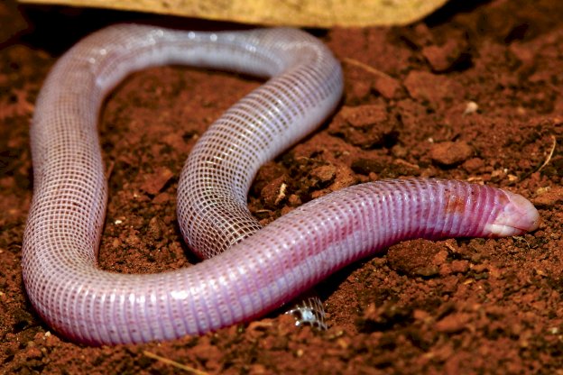 Nova espécie de cobra-de-duas-cabeças é descoberta na Bahia em área da BAMIN