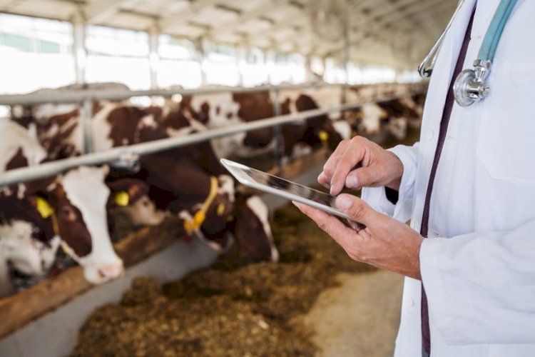 Projeto determina que os cursos de medicina veterinária sejam presenciais
